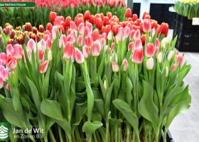 Tulipa Fashion House (1)